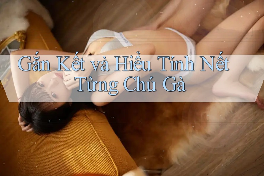Gắn Kết và Hiểu Tính Nết Từng Chú Gà Gắn Kết và Hiểu Tính Nết Từng Chú Gà